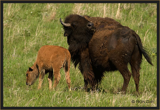Cow and Calf Bison on Grass Prairie